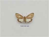 藏品(圓端擬燈蛾)的圖片